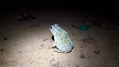 Sclerophrys regularis