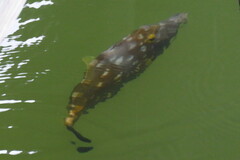 Cantherhines macrocerus