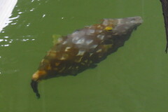 Cantherhines macrocerus