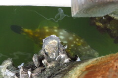 Cantherhines macrocerus