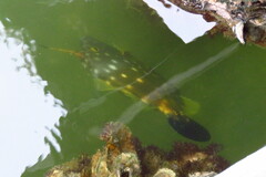 Cantherhines macrocerus