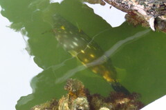 Cantherhines macrocerus