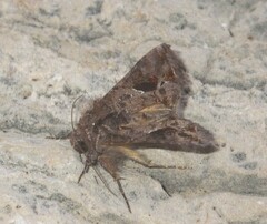 Ctenoplusia accentifera