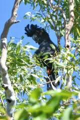 Calyptorhynchus banksii