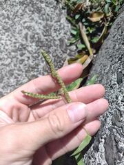 Paspalum fimbriatum