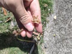 Zephyranthes pulchella