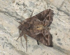 Ctenoplusia accentifera