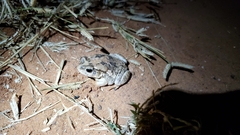 Sclerophrys regularis