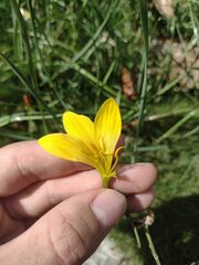 Zephyranthes pulchella