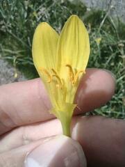 Zephyranthes pulchella