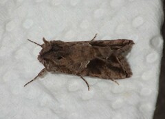 Ctenoplusia accentifera