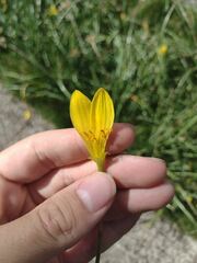 Zephyranthes pulchella