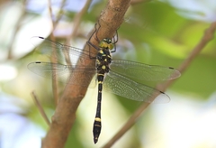 Epophthalmia elegans