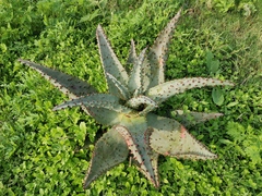 Aloe marlothii