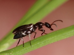 Ischyropalpus
