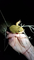 Hoplobatrachus occipitalis