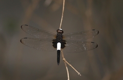 Pseudothemis zonata