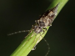 Myopsocidae