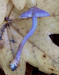 Inocybe lilacina