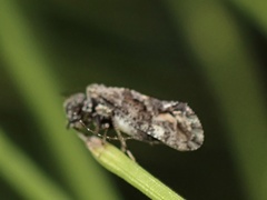 Myopsocidae