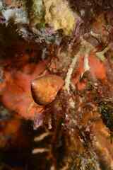 Calliostoma zizyphinum