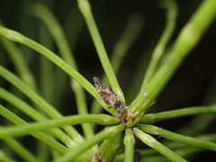 Myopsocidae