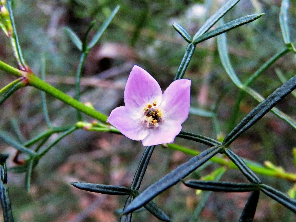 Bronzy Boronia from Newnes Plateau NSW 2790, Australia on November 07 ...