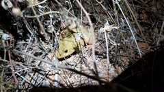 Hoplobatrachus occipitalis