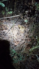 Hoplobatrachus occipitalis