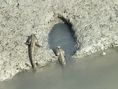 Periophthalmodon schlosseri