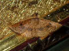Striglina duplicifimbria
