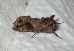 Ctenoplusia accentifera