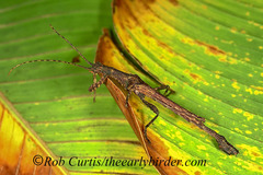 Paraprisopus