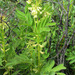 Astragalus americanus - Photo (c) marek, algunos derechos reservados (CC BY), uploaded by marek