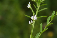 Vicia disperma