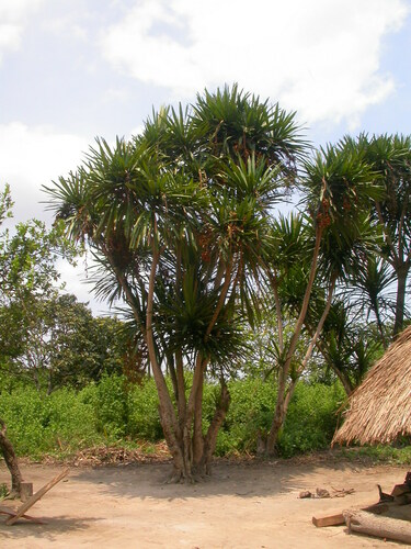 Dracaena arborea image