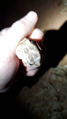 Sclerophrys regularis