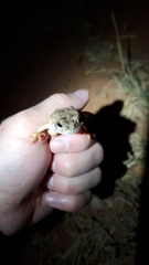 Sclerophrys regularis