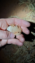 Sclerophrys regularis