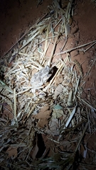 Sclerophrys regularis