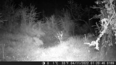 Potorous tridactylus