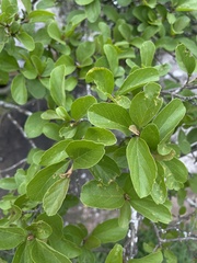 Cordia quercifolia