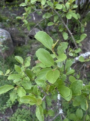 Cordia quercifolia