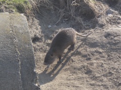 Myocastor coypus