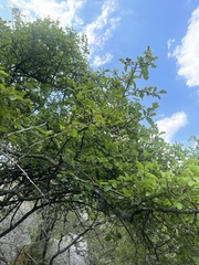 Cordia quercifolia