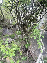 Cordia quercifolia
