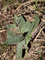 Ledebouria ovatifolia ovatifolia