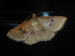 Striglina duplicifimbria