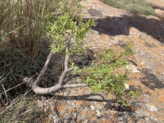 Crassula sarcocaulis