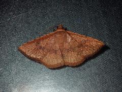Striglina duplicifimbria